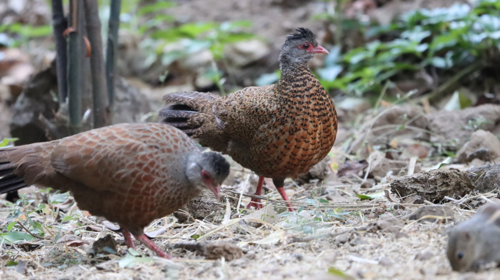 Red Spurfowl